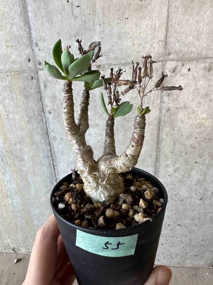 【現品限り】チレコドン・トルローサス【B55】 Tylecodon torulosus