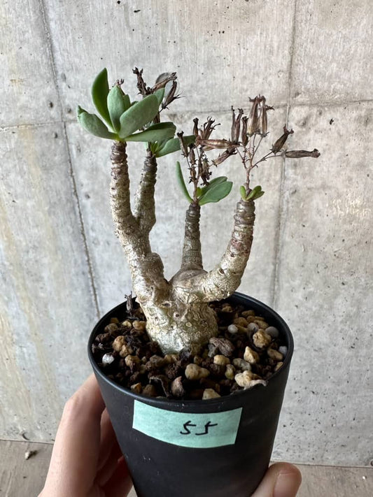 【現品限り】チレコドン・トルローサス【B55】 Tylecodon torulosus