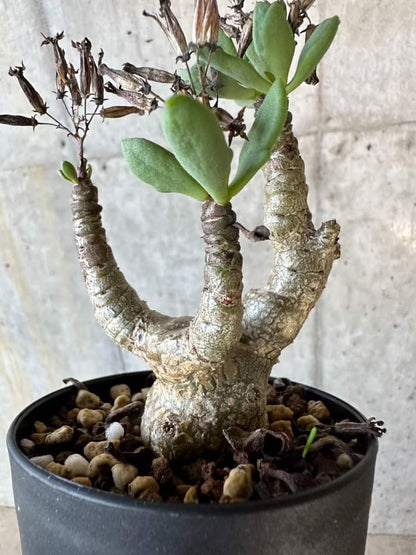 【現品限り】チレコドン・トルローサス【B55】 Tylecodon torulosus