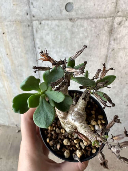 【現品限り】チレコドン・トルローサス【B55】 Tylecodon torulosus