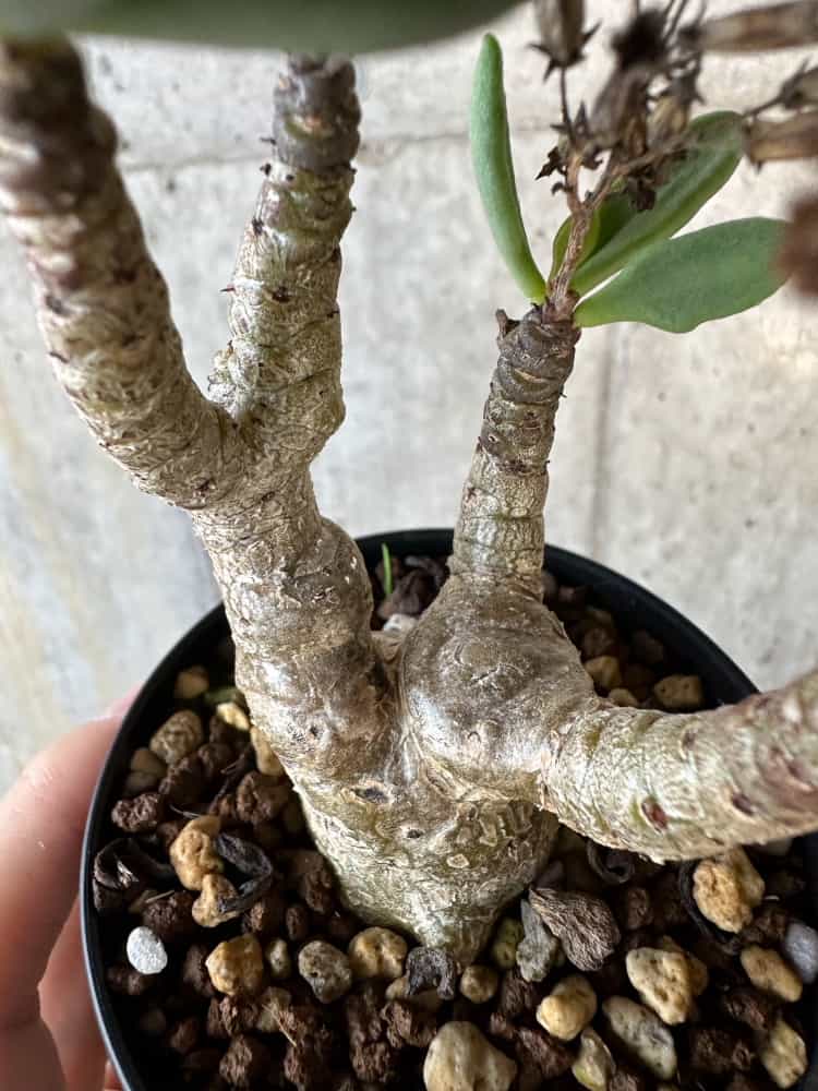 【現品限り】チレコドン・トルローサス【B55】 Tylecodon torulosus