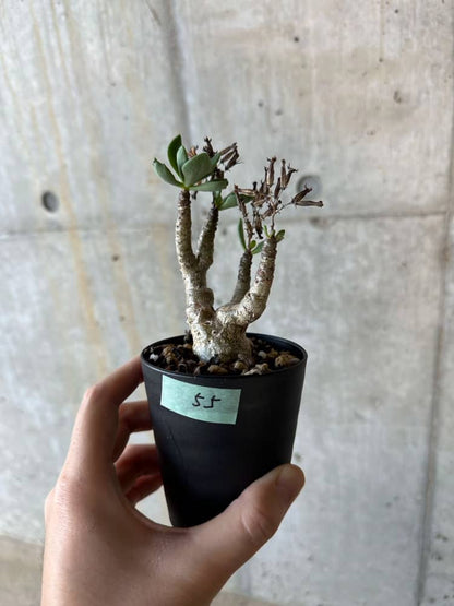 【現品限り】チレコドン・トルローサス【B55】 Tylecodon torulosus