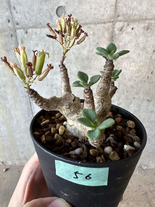 【現品限り】チレコドン・トルローサス【B56】 Tylecodon torulosus