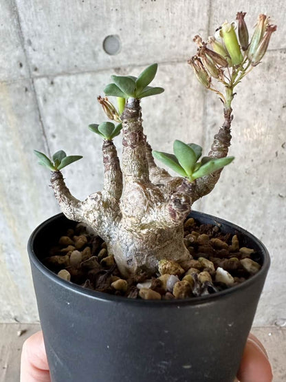 【現品限り】チレコドン・トルローサス【B56】 Tylecodon torulosus