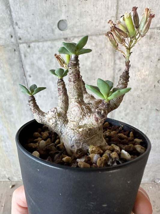 【現品限り】チレコドン・トルローサス【B56】 Tylecodon torulosus