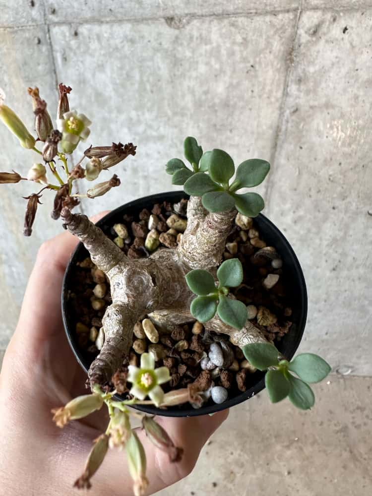【現品限り】チレコドン・トルローサス【B56】 Tylecodon torulosus