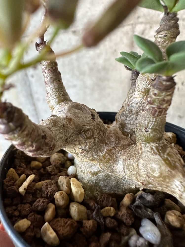 【現品限り】チレコドン・トルローサス【B56】 Tylecodon torulosus
