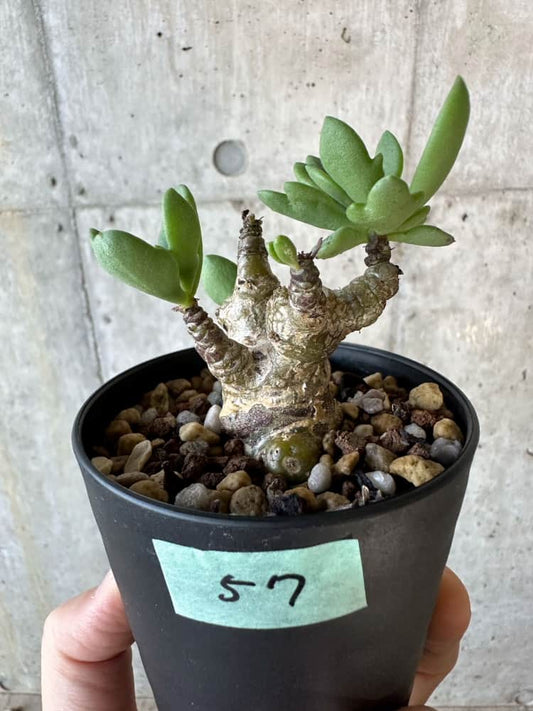 【現品限り】チレコドン・トルローサス【B57】 Tylecodon torulosus