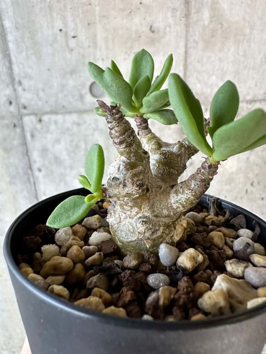 【現品限り】チレコドン・トルローサス【B57】 Tylecodon torulosus