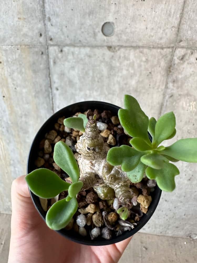 【現品限り】チレコドン・トルローサス【B57】 Tylecodon torulosus