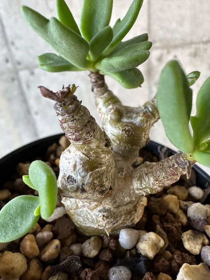【現品限り】チレコドン・トルローサス【B57】 Tylecodon torulosus