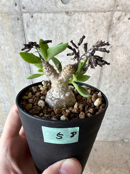 【現品限り】チレコドン・トルローサス【B58】 Tylecodon torulosus