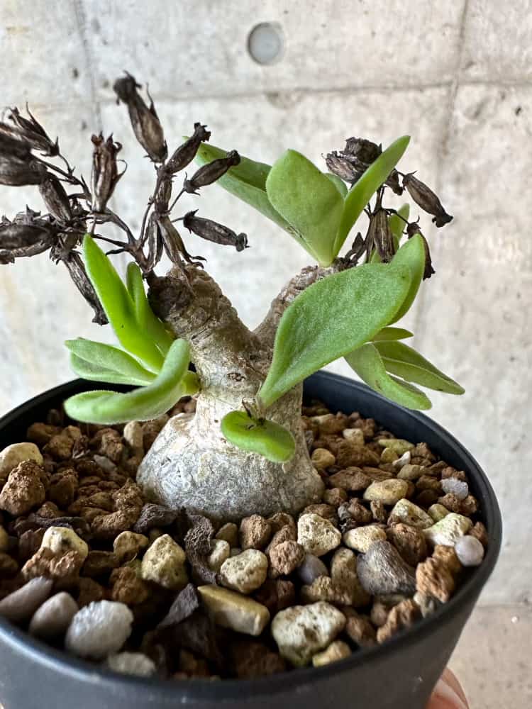 【現品限り】チレコドン・トルローサス【B58】 Tylecodon torulosus