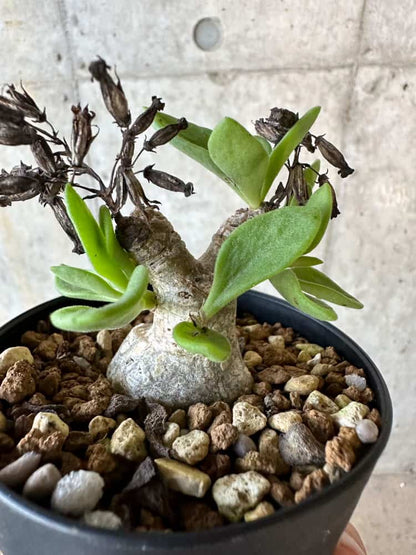 【現品限り】チレコドン・トルローサス【B58】 Tylecodon torulosus