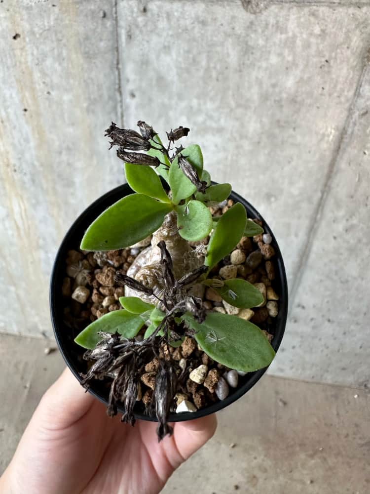 【現品限り】チレコドン・トルローサス【B58】 Tylecodon torulosus