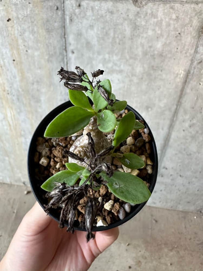 【現品限り】チレコドン・トルローサス【B58】 Tylecodon torulosus