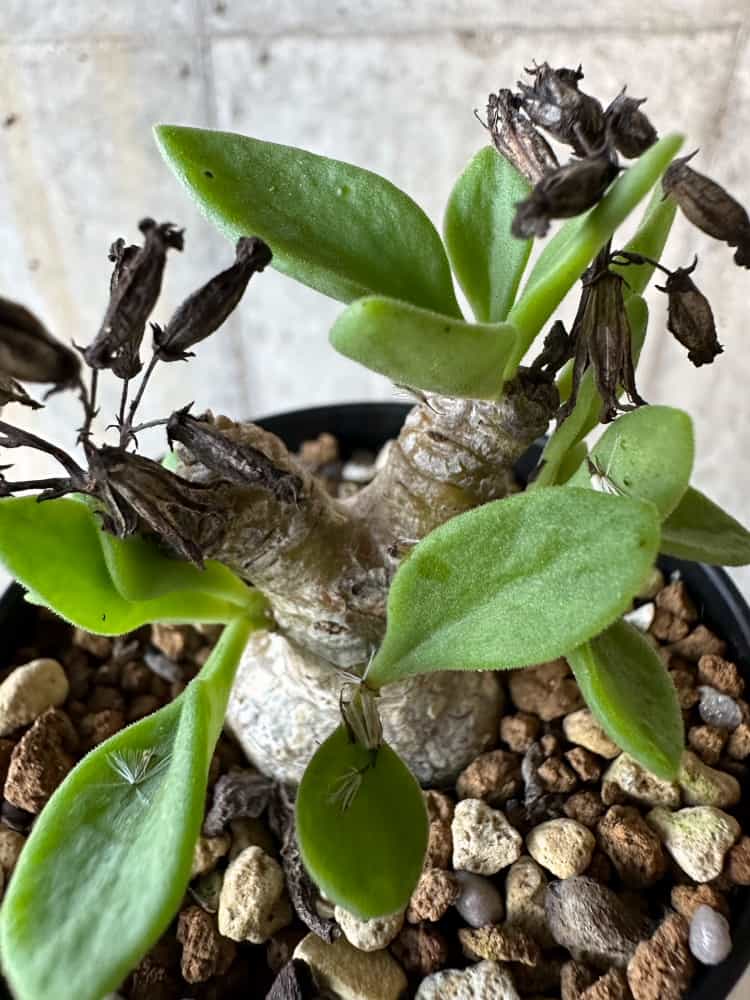 【現品限り】チレコドン・トルローサス【B58】 Tylecodon torulosus