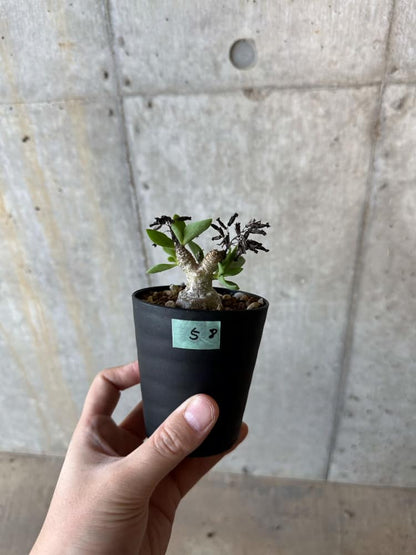 【現品限り】チレコドン・トルローサス【B58】 Tylecodon torulosus