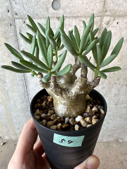 【現品限り】チレコドン・フラギリス【B59】 Tylecodon fragilis