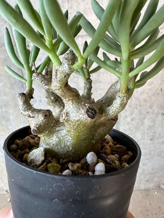 【現品限り】チレコドン・フラギリス【B59】 Tylecodon fragilis