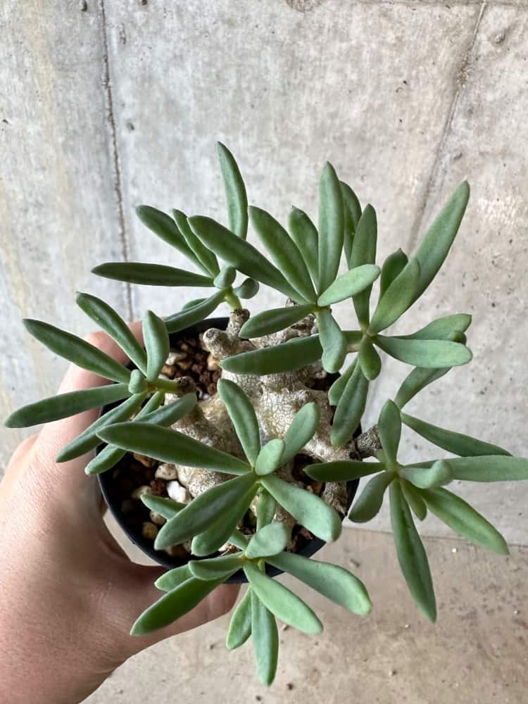 【現品限り】チレコドン・フラギリス【B59】 Tylecodon fragilis