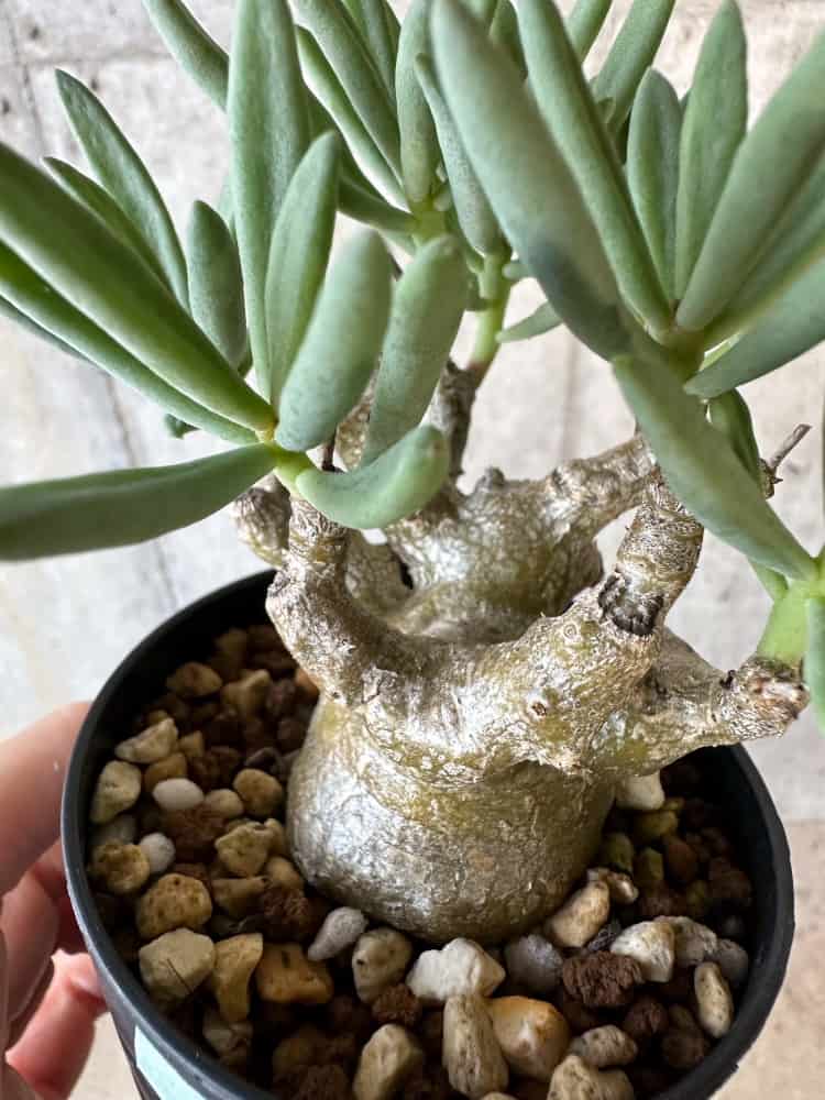 【現品限り】チレコドン・フラギリス【B59】 Tylecodon fragilis