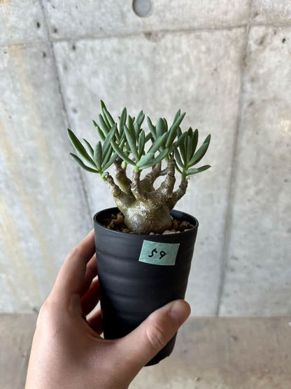 【現品限り】チレコドン・フラギリス【B59】 Tylecodon fragilis