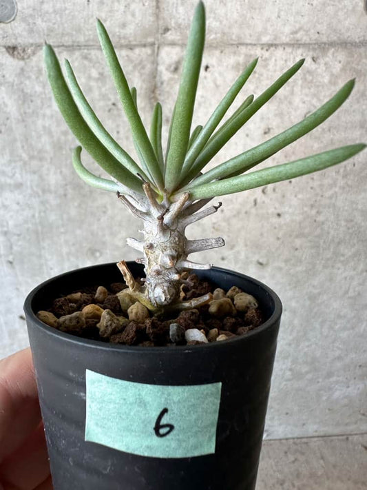 【現品限り】チレコドン・ワリチー【B6】 Tylecodon wallichii