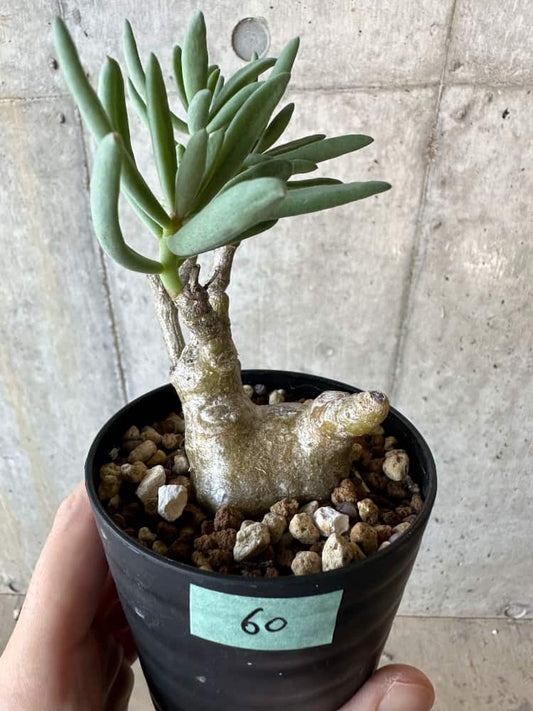 【現品限り】チレコドン・フラギリス【B60】 Tylecodon fragilis