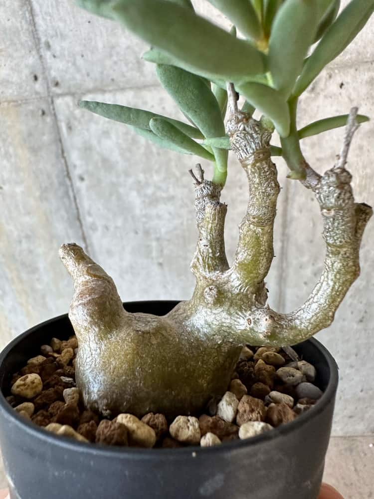 【現品限り】チレコドン・フラギリス【B60】 Tylecodon fragilis