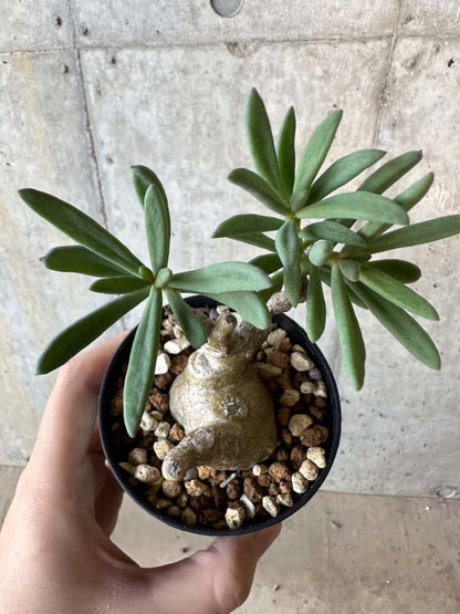 【現品限り】チレコドン・フラギリス【B60】 Tylecodon fragilis