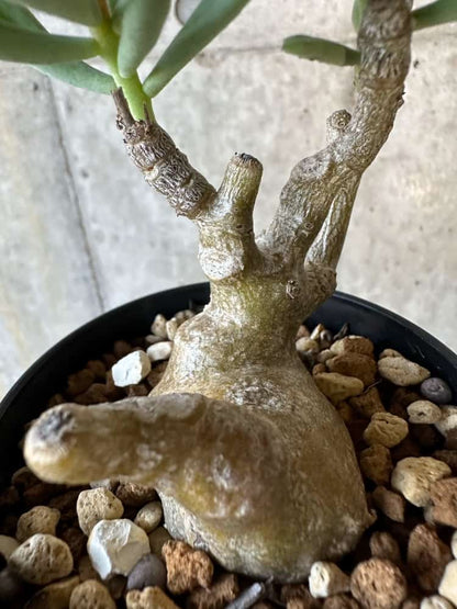 【現品限り】チレコドン・フラギリス【B60】 Tylecodon fragilis
