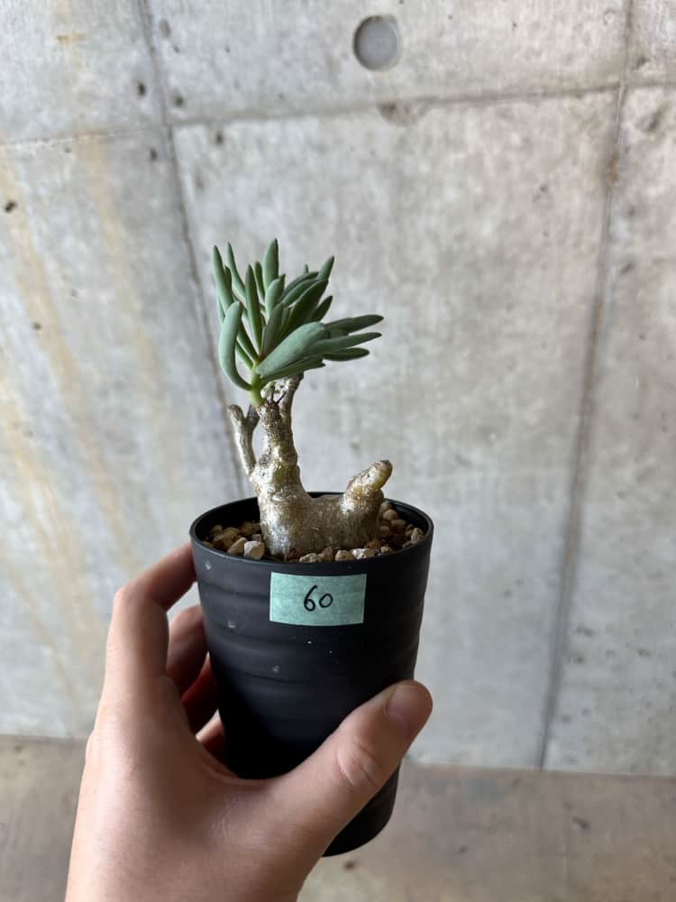 【現品限り】チレコドン・フラギリス【B60】 Tylecodon fragilis