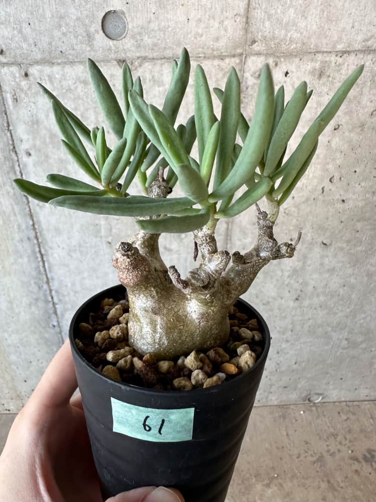 【現品限り】チレコドン・フラギリス【B61】 Tylecodon fragilis