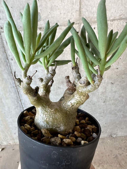 【現品限り】チレコドン・フラギリス【B61】 Tylecodon fragilis