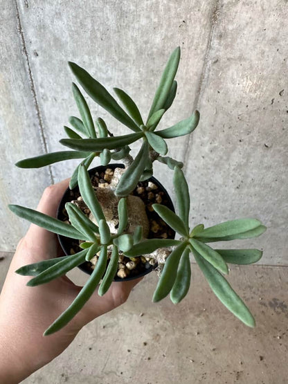 【現品限り】チレコドン・フラギリス【B61】 Tylecodon fragilis