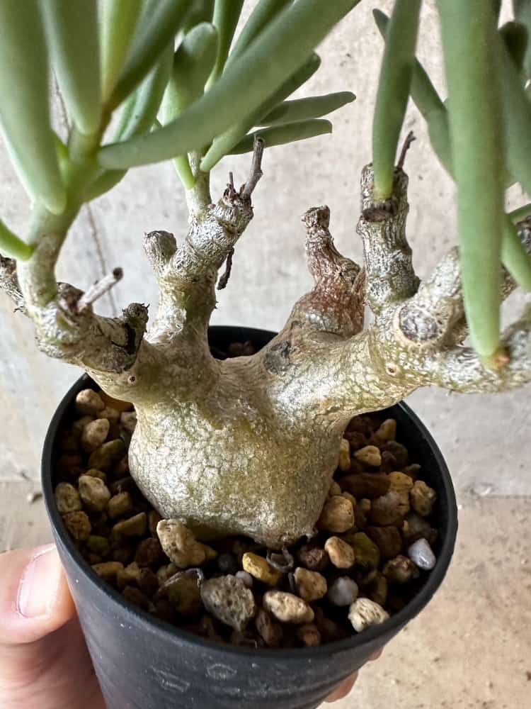 【現品限り】チレコドン・フラギリス【B61】 Tylecodon fragilis