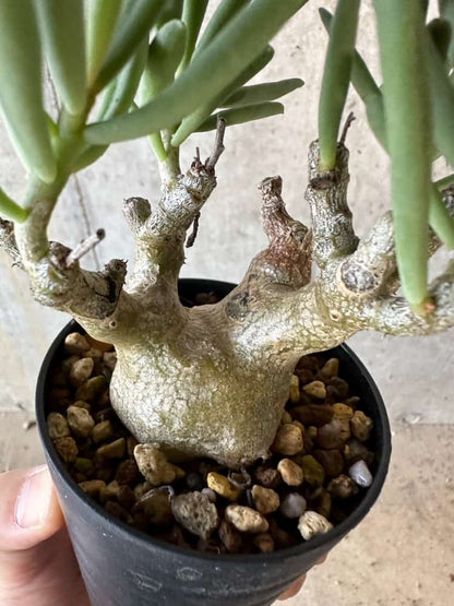 【現品限り】チレコドン・フラギリス【B61】 Tylecodon fragilis