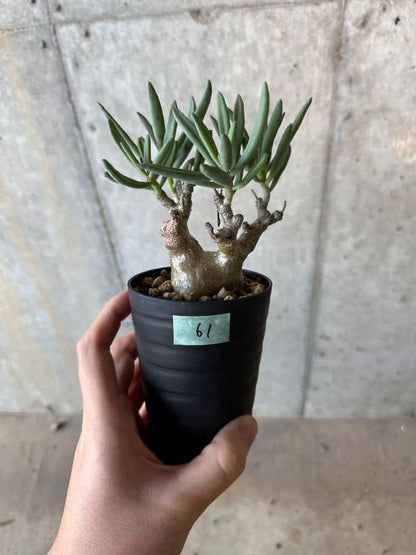 【現品限り】チレコドン・フラギリス【B61】 Tylecodon fragilis