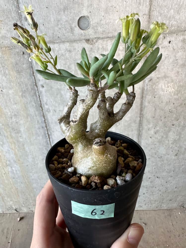 【現品限り】チレコドン・フラギリス【B62】 Tylecodon fragilis