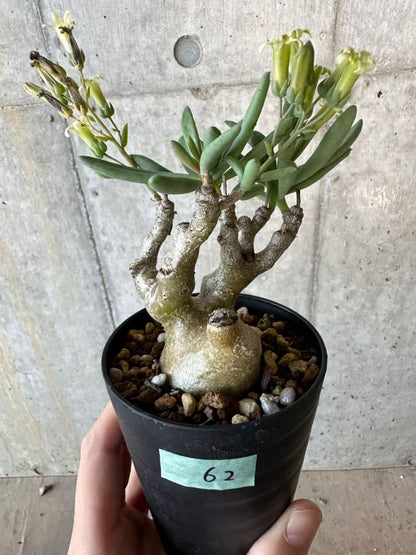 【現品限り】チレコドン・フラギリス【B62】 Tylecodon fragilis