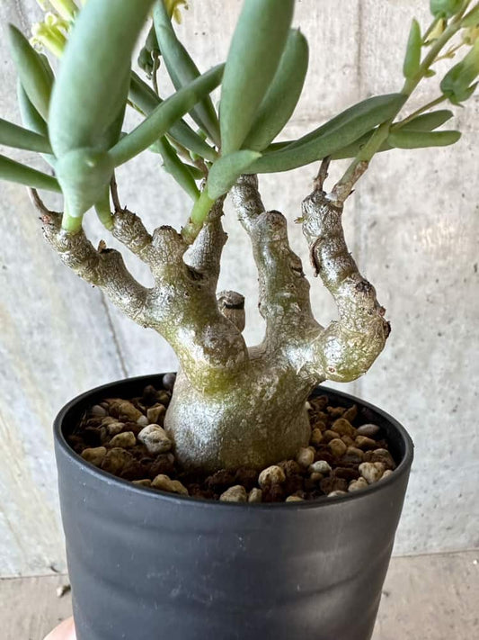 【現品限り】チレコドン・フラギリス【B62】 Tylecodon fragilis