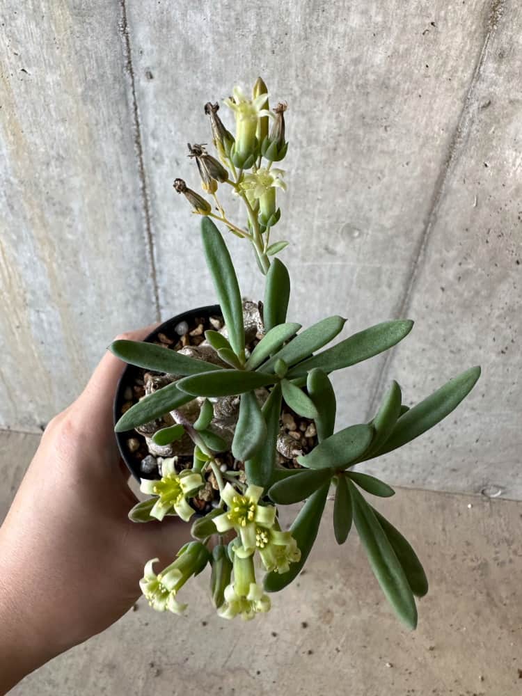 【現品限り】チレコドン・フラギリス【B62】 Tylecodon fragilis