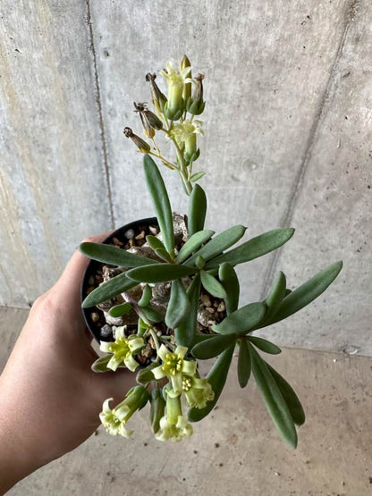 【現品限り】チレコドン・フラギリス【B62】 Tylecodon fragilis