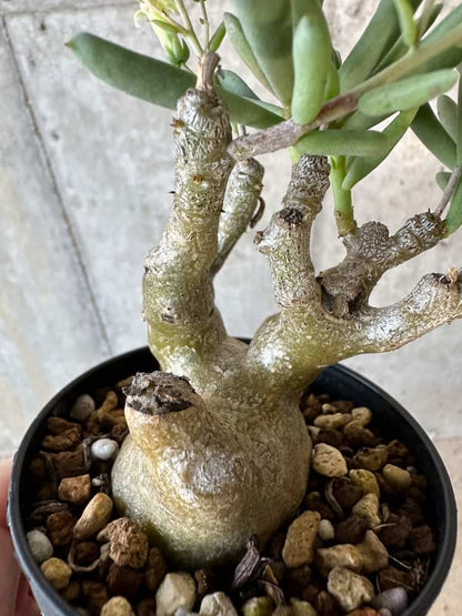 【現品限り】チレコドン・フラギリス【B62】 Tylecodon fragilis