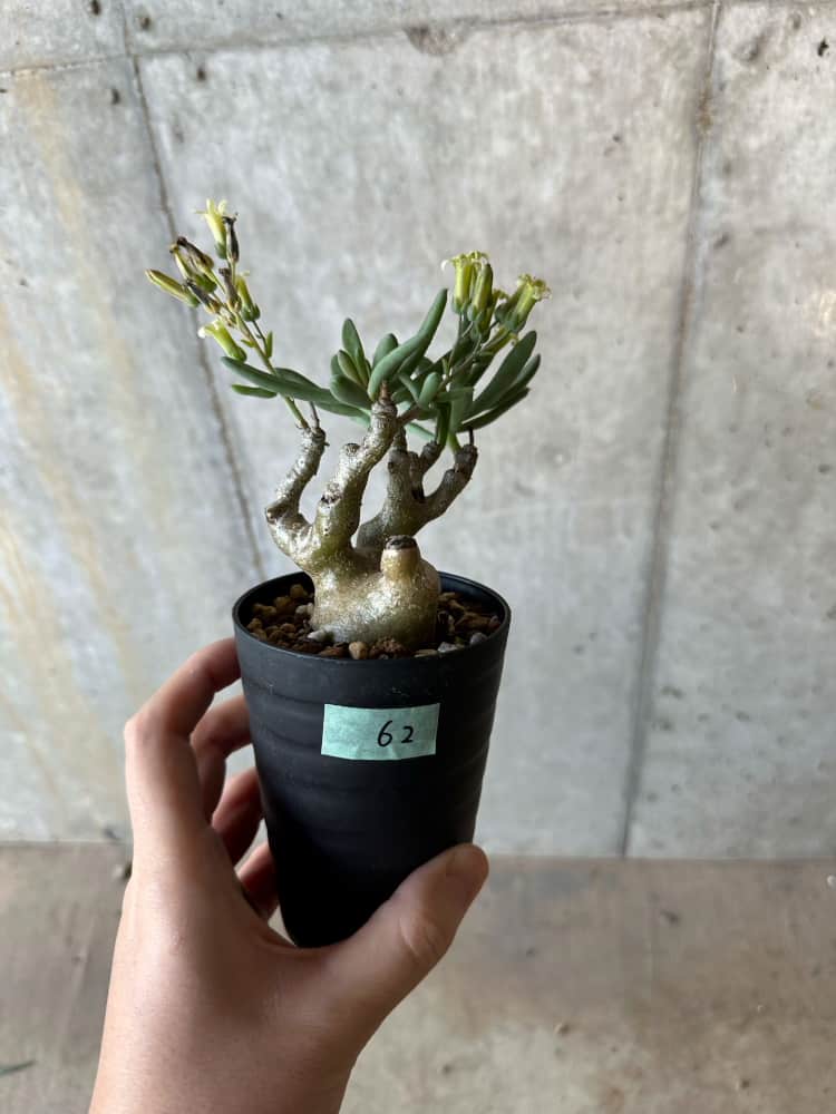 【現品限り】チレコドン・フラギリス【B62】 Tylecodon fragilis