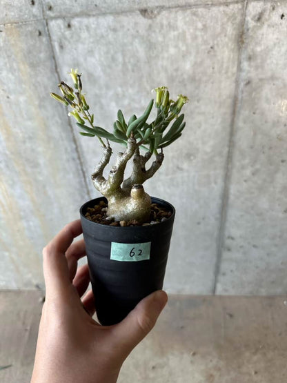 【現品限り】チレコドン・フラギリス【B62】 Tylecodon fragilis