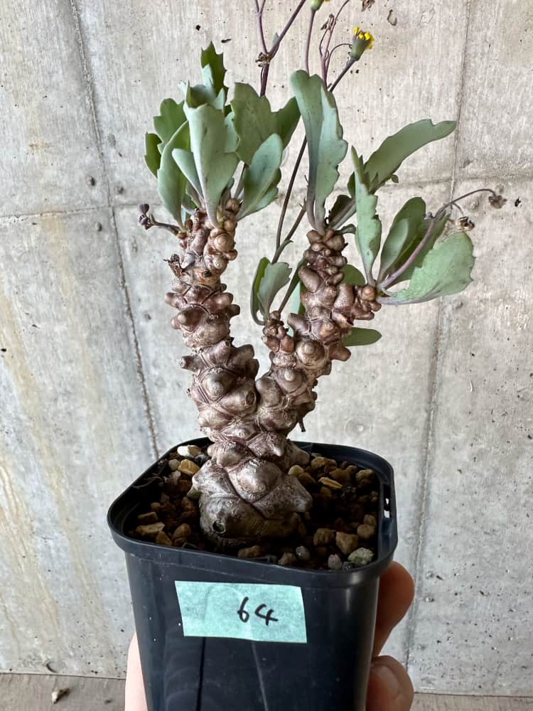 現品限り】オトンナ・ヘレー【B64】 Othonna herrei 塊根植物