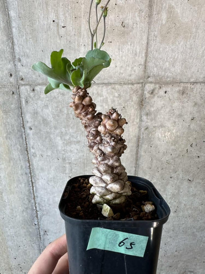 【現品限り】オトンナ・ヘレー【B65】 Othonna herrei