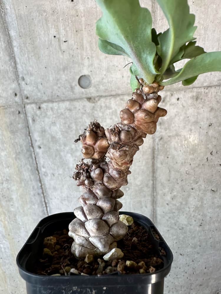 【現品限り】オトンナ・ヘレー【B65】 Othonna herrei